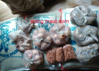 Banyak  Tikus dalam  Penyaluran Bansos Di Kabupaten Kediri