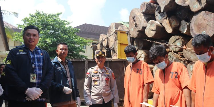 Ratusan Gelondongan Kayu Hasil Pembalakan Liar 5 Sopir Truk Diamankan Polda Sumsel
